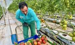 Ağrı'da, jeotermal serada üretilen ürünler Avrupa pazarına açılıyor