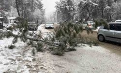 Ankara'da karın ağırlığına dayanamayan çam ağacı devrildi