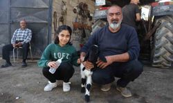 Annesi telef olan kuzuya şefkatle yaklaşan aile, Karabaş'ı biberonla besliyor