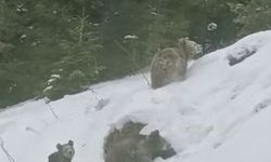 Artvin'de kış uykusuna yatmayan 4 boz ayı kamerada
