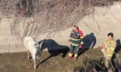 Ayvalık'ta itfaiyeden at kurtarma operasyonu