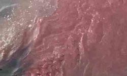 Bandırma'da deniz yüzeyi kırmızıya döndü