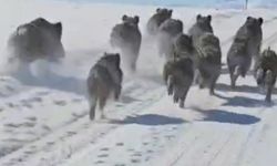 Başkale'de domuz sürüsü görüntülendi