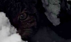 Bolu'da karlar arasında yaban kedisi görüntülendi