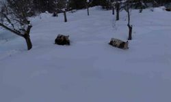 Büyükbaş hayvanların karla imtihanı dronla görüntülendi