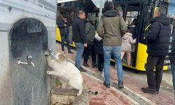 Çeşmeye patisini dayayan kedi, vatandaşların musluğu açmasıyla kana kana su içti