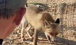 Dağda karşılaştığı tilkiyi çerezle besledi