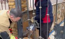 Demir korkuluklara sıkışan köpeği itfaiye kurtardı