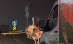 Deve kuşu, trafiği alt üst etti