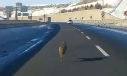 Diyarbakır'da ana yola inen bir kurt, uzun süre bir aracın önünde koştu