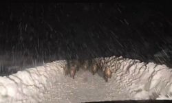 Domuz sürüsü yol açma çalışması yapan ekibin önünde ilerledi