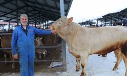 Eksi 15'de hayvan pazarı kuruldu