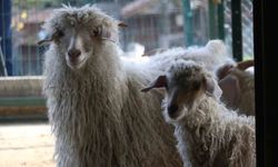 Endemik Vadi'de Ankara'nın 4 beyazı