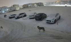 Erzurum'da kurt kent merkezine indi