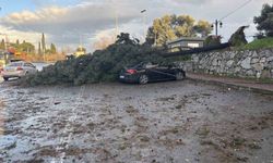 Gebze'de fırtınada iki otomobilin üzerine ağaç devrildi