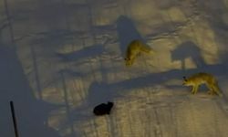 Hakkari'de iki tilki ve bir kedinin mücadelesi