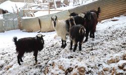 Eksi 30 Derecede Bir Mücadele: Feke’de Kurtlar Sürülere Gündüz Saldırıyor