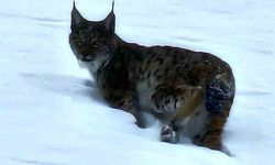 Hizan'da vaşak görüntülendi