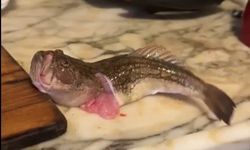 İçi temizlenen balık dakikalarca çırpınmaya devam etti