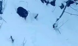İş makinesi operatörü karda kaybolan keçiyi sahiplerine ulaştırdı