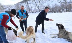 Karla kaplanan orman ve yaylalardaki canlılara şefkat eli