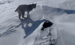 Karlıova'da nesli tükenme tehlikesi altındaki vaşak görüntülendi