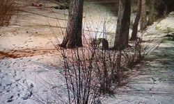 Kars'ta site bahçesinde oyuncu tilkiler görüntülendi