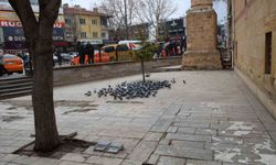 Kırşehir'de tarihi Kapucu Camii güvercinlerin yuvası oldu