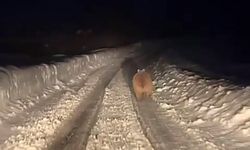 Kış uykusuna yatmayan ayı böyle görüntülendi