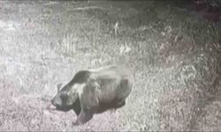 Kış uykusuna yatmayan ayıya böyle seslendi: 'Kocaoğlan git yerinde yat, uyu'