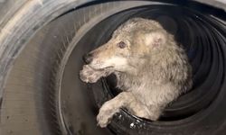 Lastikçiye giren kurt paniğe neden oldu