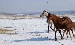 Malatya'da 2026 şampiyon adayı taylar dünyaya gelmeye başladı