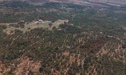 Mardin Büyükşehir Belediyesinden Derik zeytini için dal kanserine karşı mücadele