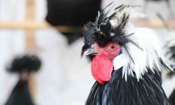 Mermer fabrikasında egzotik mesai: Farklı ırklardaki tavuklar burada yetişiyor