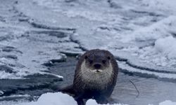 Muş'ta buz tutan Karasu Nehri'nde su samuru görüntülendi