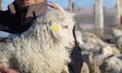 Nesli tükenme tehlikesi altında olan bin 200 Ankara keçisine gözleri gibi bakıyorlar