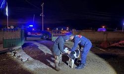 Nevşehir'de büyükbaş hayvan hırsızları jandarmadan kaçamadı