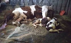 Ölü buzağıyla üzüldüler ikiz doğumla sevindiler