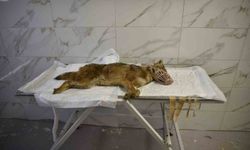 Ölümcül virüse yakalanan çakal tedavi ediliyor