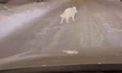 Patnos ilçe merkezinde kurt görüldü