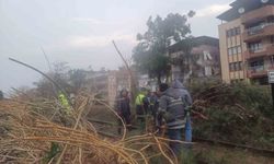 Salihli'yi fırtına vurdu, ağaçlar devrildi, çatılar uçtu