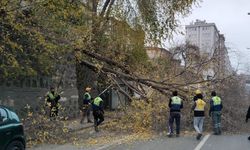 Samsun'da şiddetli rüzgar ağaçları devirdi