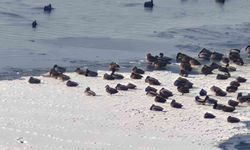 Sibirya soğukları yaban hayatını vurdu