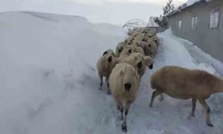 Sivas'ta kar kalınlığı yer yer 2 metreyi aştı, en çok hayvancılık yapanlar zorlandı