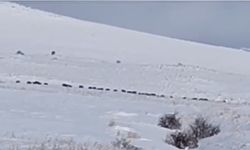 Tatvan kırsalında domuz sürüsü görüntülendi