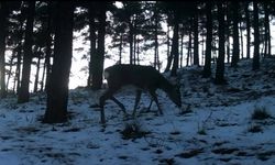 Tekirdağ'da Ganos Dağı'nda yaban hayatı fotokapana yansıdı