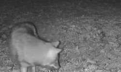Terkos Gölü kıyısında gece sürprizi: Karavan kampçısının kamerasına kurt yansıdı