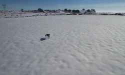 Tilki ile dronun eğlenceli mücadelesi kameraya yansıdı
