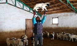 Yeni yıl bereketiyle geldi: Soğuk hava ile birlikte kuzu doğumları arttı