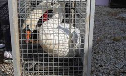 Yolunu şaşıran kuğu, Ankara'da bir evin bahçesine düştü